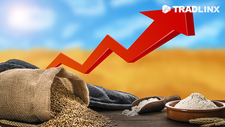국제곡물가격상승...포켓몬 빵 가격도 오를까?